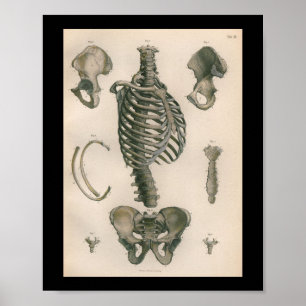 Esqueleto 1879 do impressão da anatomia da cervej