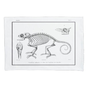 Esqueleto de lagarto Vintage