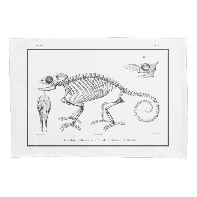 Esqueleto de lagarto Vintage (Frente)