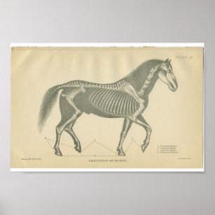 Esqueleto do impressão da anatomia do cavalo do