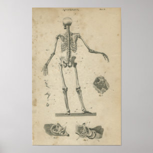 Esqueleto do impressão da anatomia do vintage