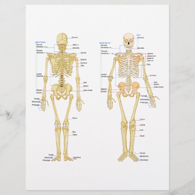 Esqueleto humano rotulado como gráfico de anatomia (Frente)