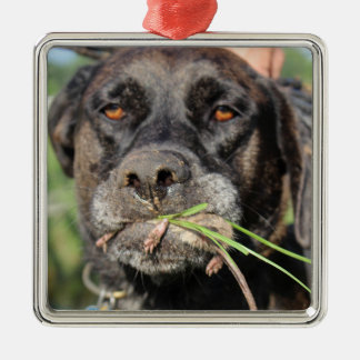 Esquerdista & o ornamento da ratazana