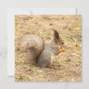 Esquilo bonito come uma foto de noz