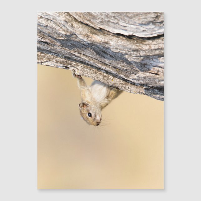 Esquilo de árvore (Frente)