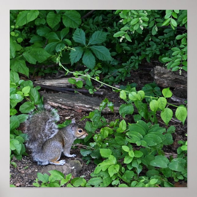Esquilo em Bushes Poster (Frente)