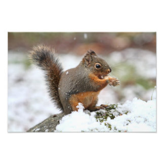 Esquilo giro na foto da neve