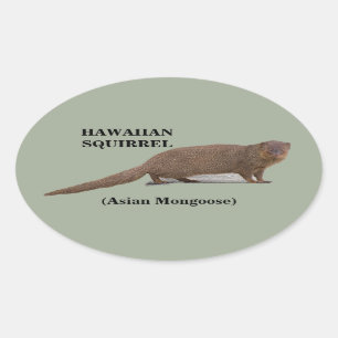 Esquilo Havaiano (Mongoose Asiática) Autocolantes 