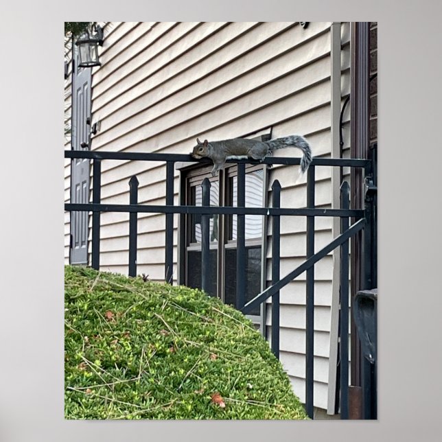 Esquilo na cerca de Poster (Frente)