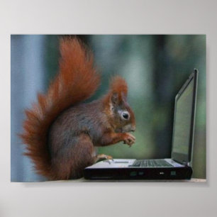 Esquilo no poster do laptop