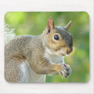 Esquilo pequeno amigável Mousepad
