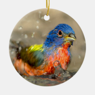 Estamenha pintada - ornamento bonito dos pássaros