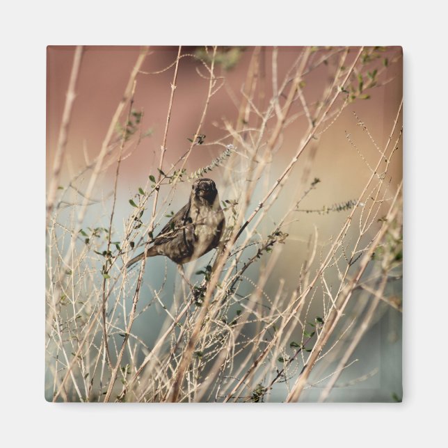 Estás a olhar para mim? Íman (Frente)