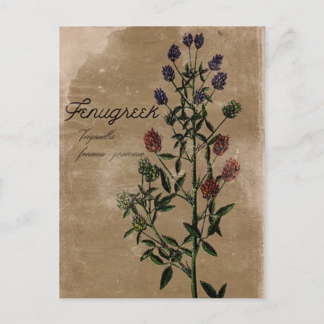 Estilo Vintage Fenugreek Herb Cartão postal (Frente)