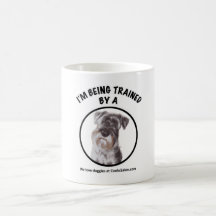 Estou sendo treinado por uma caneca Schnauzer