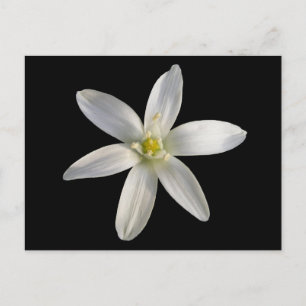Estrela de Belém ~ cartão postal