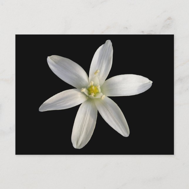 Estrela de Belém ~ cartão postal (Frente)