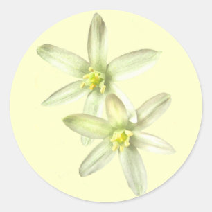 Estrela de etiquetas de Bethlehem