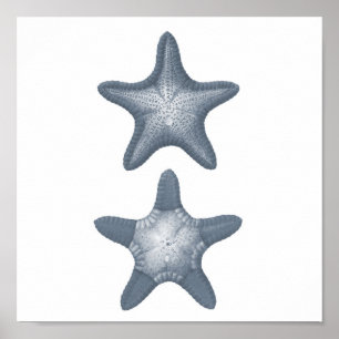 Estrela do mar cinzenta do impressão #10 de