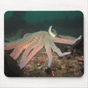 Estrela do Mar de Girassol - Mousepad