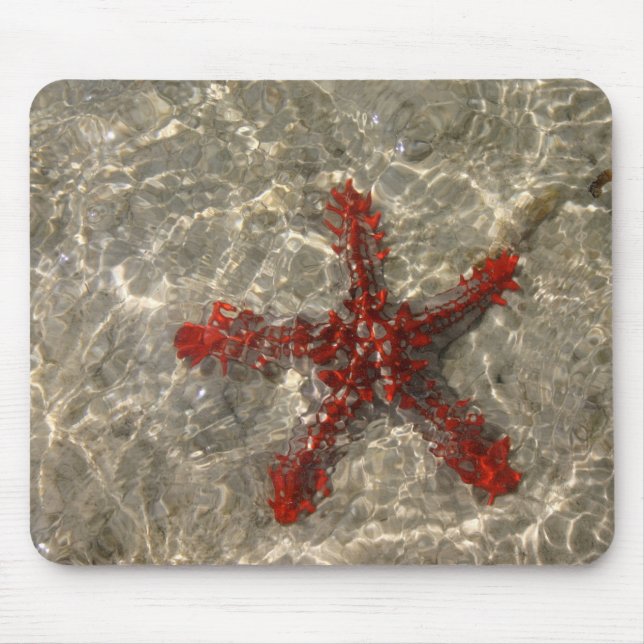 Estrela do Mar Vermelho - Mousepad (Frente)