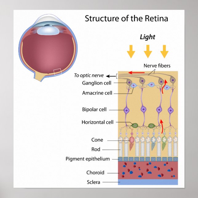 Estrutura da Retina Poster (Frente)
