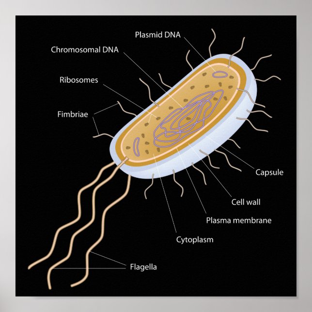 Estrutura de um Poster de célula bacteriana (Frente)
