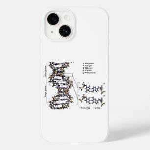 Estrutura do DNA Diagrama das Bases do Ácido Desox