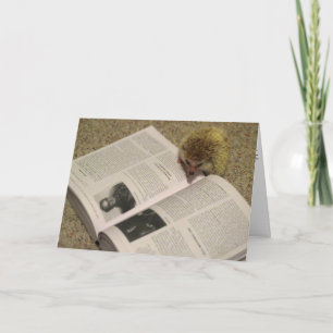 Estudando o cartão da graduação do ouriço