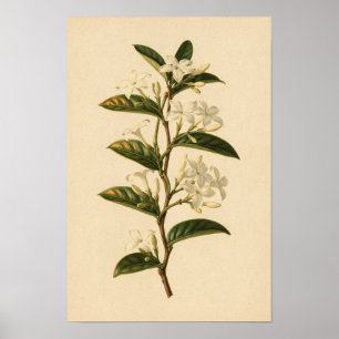 Estudo Botânico de Jasmin Star Poster 12 × 18