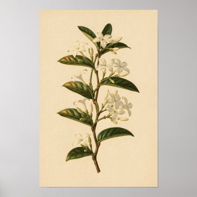 Estudo Botânico de Jasmin Star | Poster 12 × 18 (Frente)