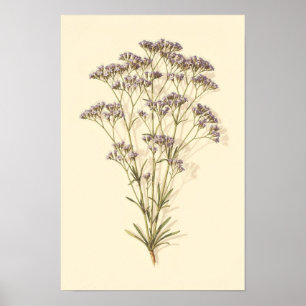 Estudo Botânico de Lavanda do Mar   Poster 12 × 18