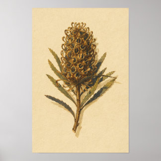 Estudo Botânico do Cone Banksia – Poster 12 x 18