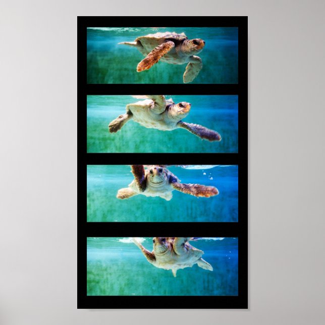 Estudo de Tartaruga do Mar de Loggerhead Poster (Frente)