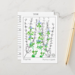 Estudo Herb Materia Medica Cartões Thyme Herb Estu