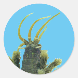 Etiqueta 1 do sem-fim