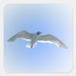 Etiqueta 2 da gaivota em vôo