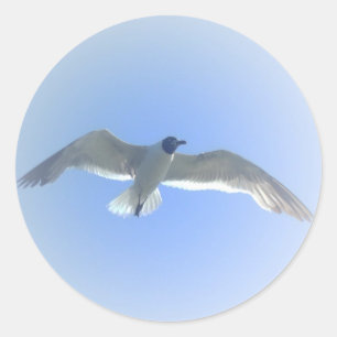 Etiqueta 2 da gaivota em vôo