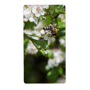 Etiqueta Abelhas coletam pólen