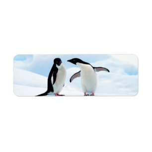 Etiqueta Adelie Penguins