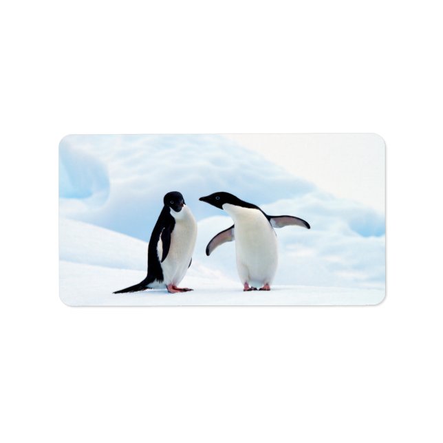 Etiqueta Adelie Penguins (Frente)