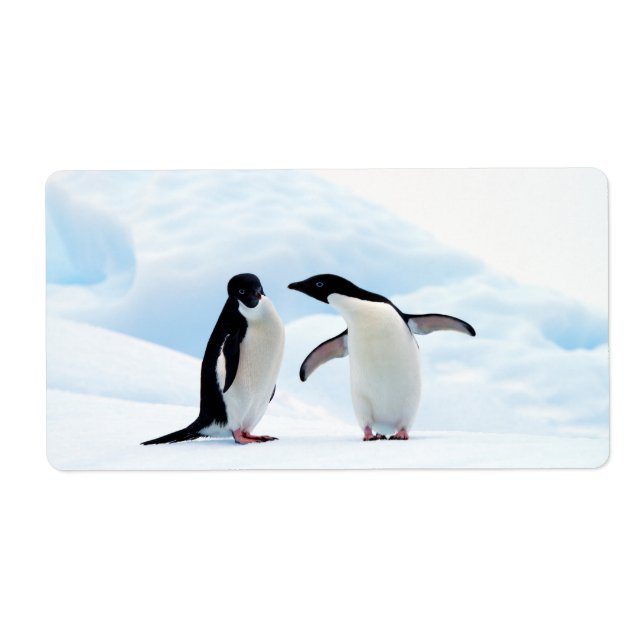 Etiqueta Adelie Penguins (Frente)