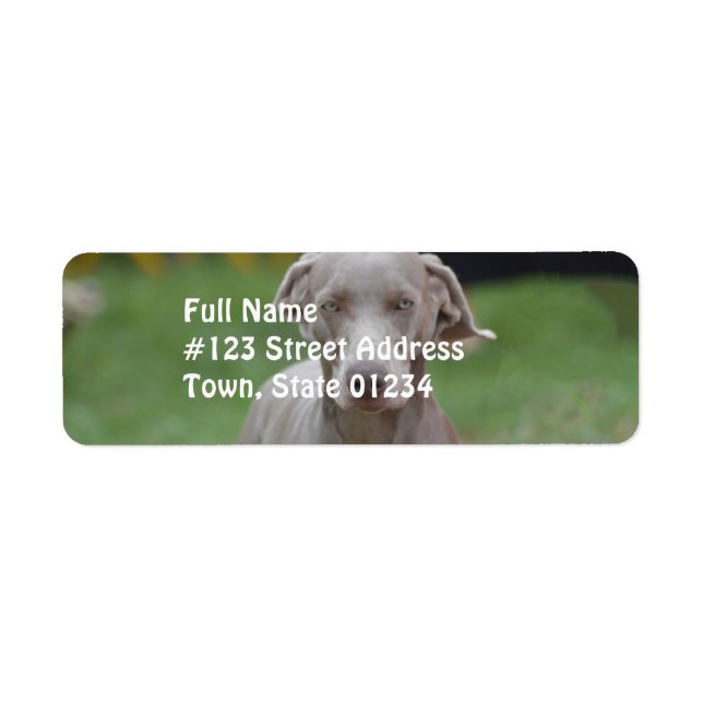 Etiqueta Adorable Weimaraner (Frente)