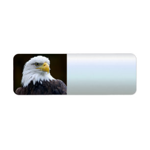 Etiqueta Águia americana americana