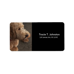 Etiqueta Airedale Terrier Novo Endereço