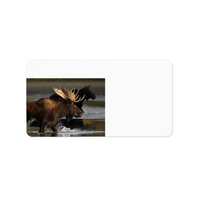 Etiqueta alcalinização da albufeira na água (Frente)