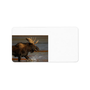 Etiqueta Alces de Bull