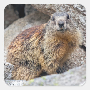 Etiqueta alpina da marmota