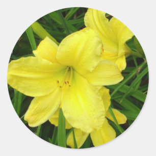 Etiqueta amarela dos hemerocallis