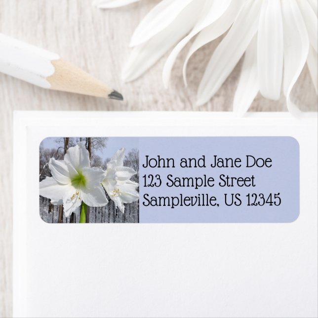 Etiqueta Amarilis branco e neve II (Insitu)